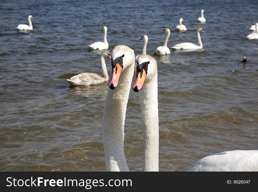 Swan on the spring lake. Swan on the spring lake