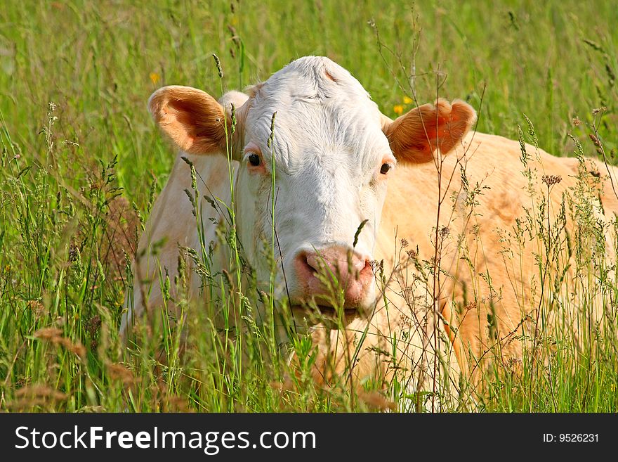 Close up of a white cow on the green grass