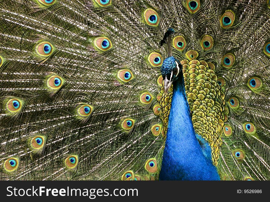 A picture of a paradise bird peacock flaunting its iridescent colorful train and plumage