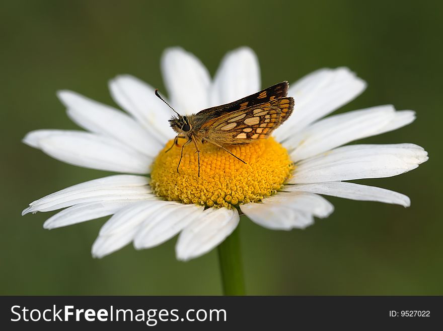 Butterfly and flower on a green background.