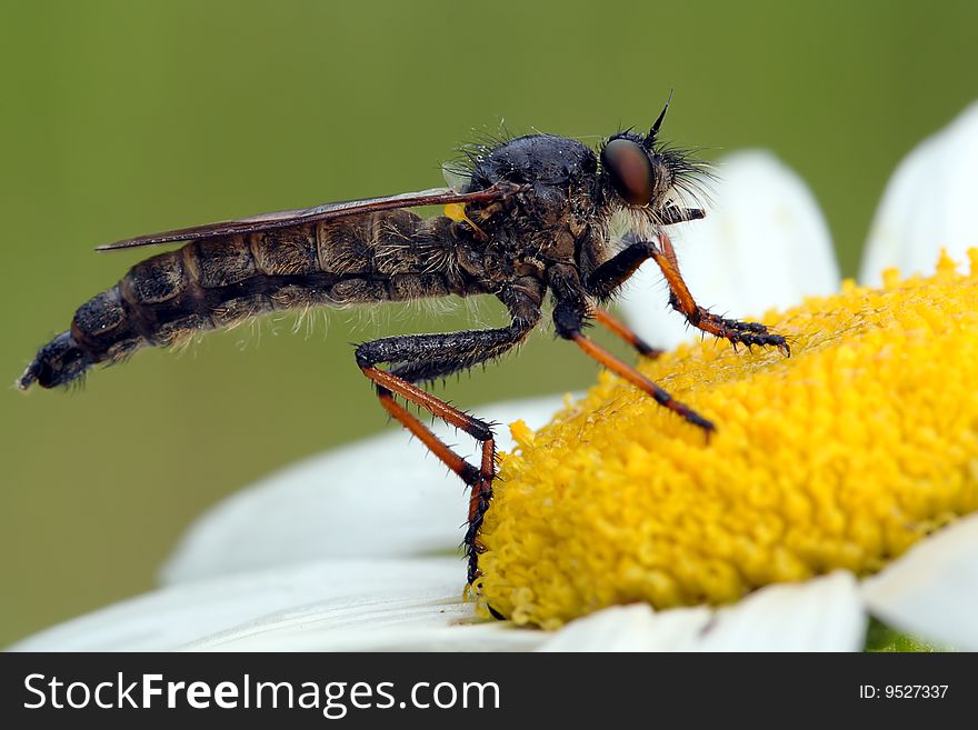 Robber fly and flower on a green background.