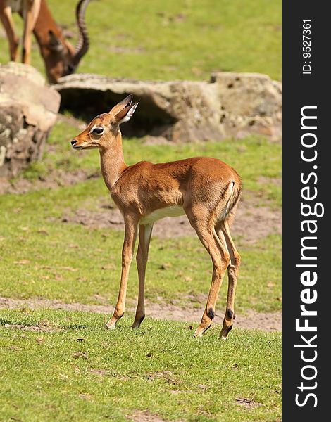 Animals: Young impala standing and looking to the left