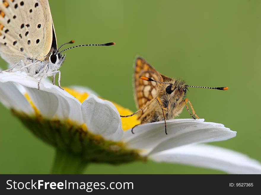 Butterfly and flower on a green background.