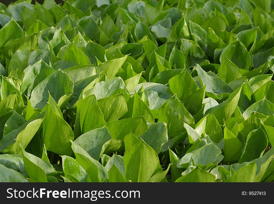 Background from leaves arum lily grown in a pond. Background from leaves arum lily grown in a pond