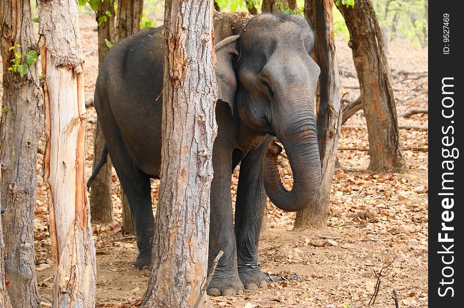 A female elephant with folded trunk in the jungles of Central India. A female elephant with folded trunk in the jungles of Central India