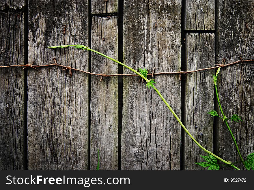 Wood texture with sprout and rusty wire. Wood texture with sprout and rusty wire