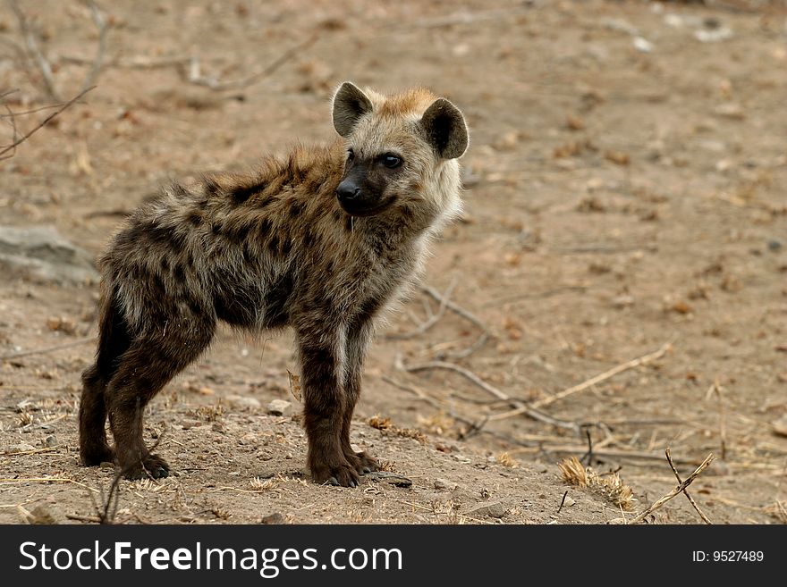 Young hyena in the Kruger National Park South Africa