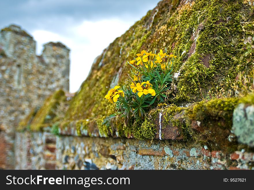 A plant sits alone on a moss covered castle wall in Framlingham Suffolk. A plant sits alone on a moss covered castle wall in Framlingham Suffolk.