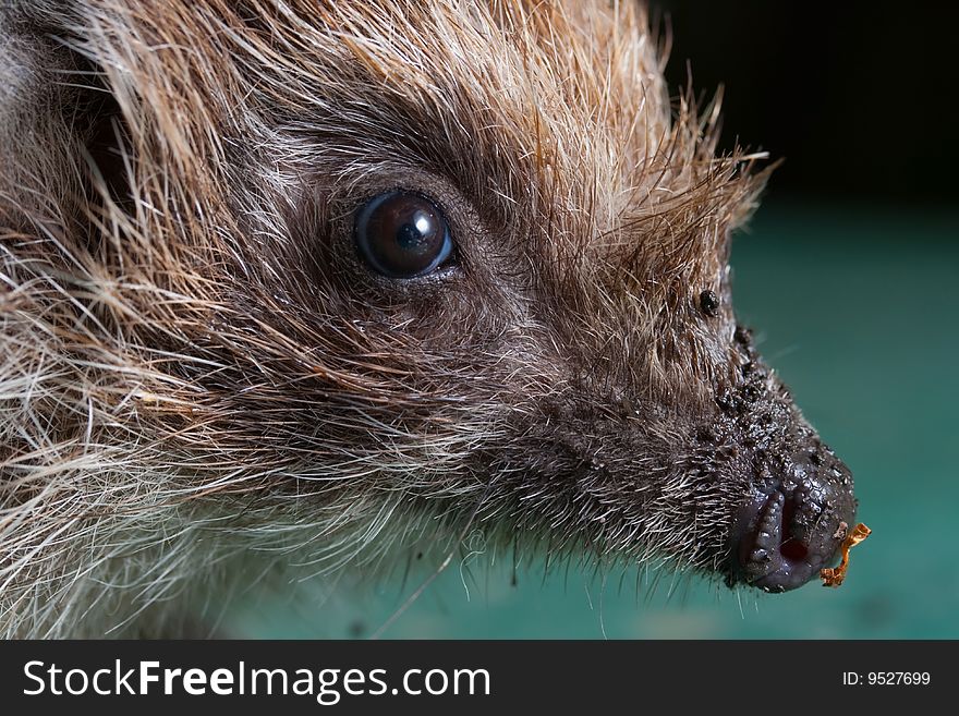 Macro close-up hedgehogs profile