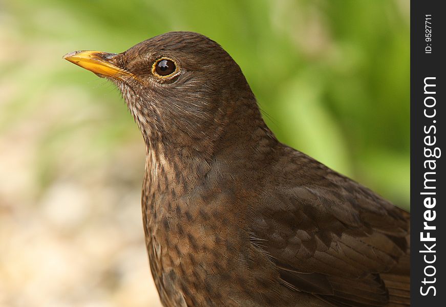 Portrait of a female Blackbird