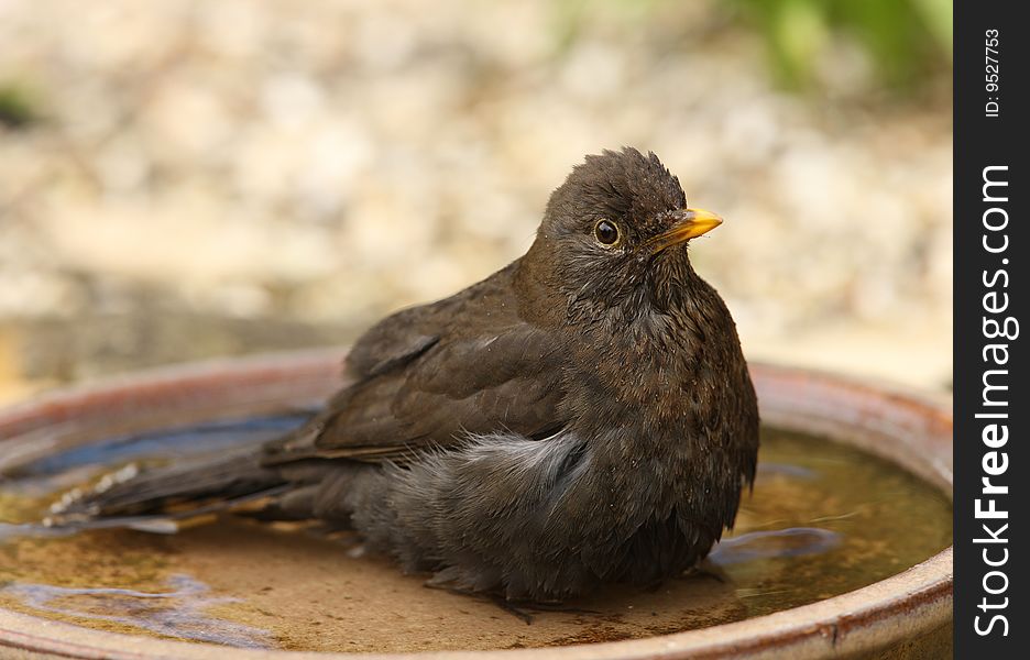 A female Blackbird cooling off in a water bowl