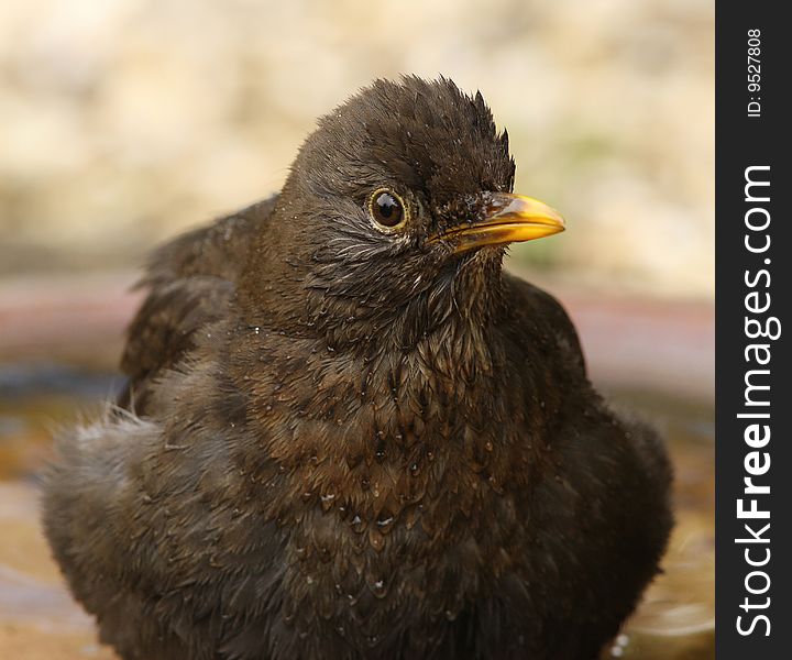 A female Blackbird cooling off in a water bowl