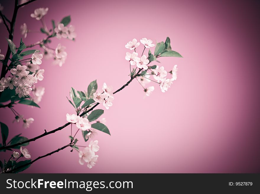 Abstract colors unreal cherry blossom background. Artistic colored image. Soft, low aperture shoot. Abstract colors unreal cherry blossom background. Artistic colored image. Soft, low aperture shoot