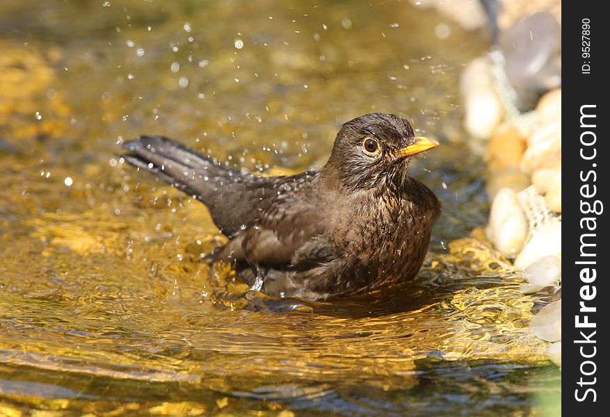 A female Blackbird cooling off in a pond