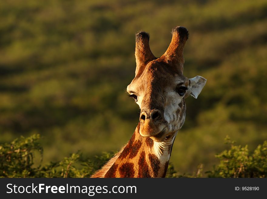 Image of a Giraffe in a private game reserve. Image of a Giraffe in a private game reserve.