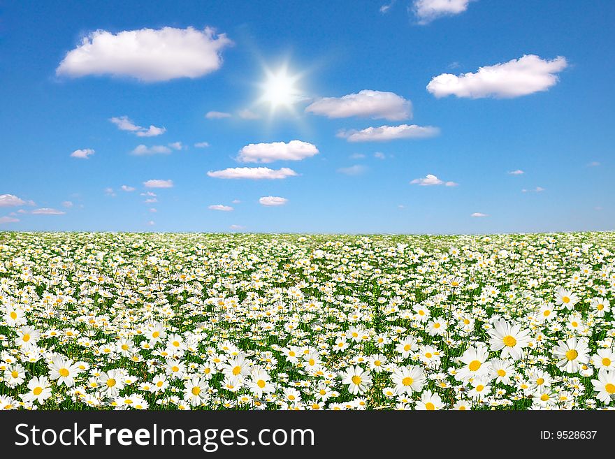 Flowers of a Camomiles on to the meadow