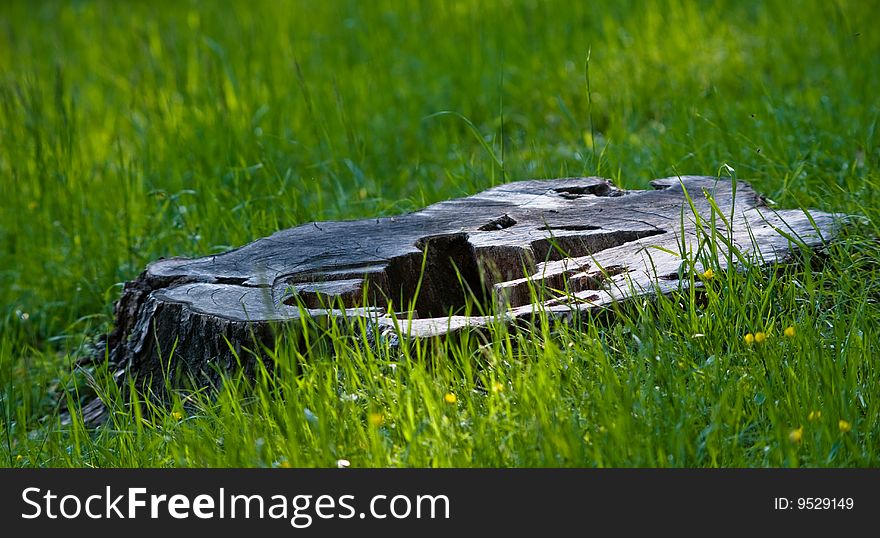 Close up of a stump in the meadow