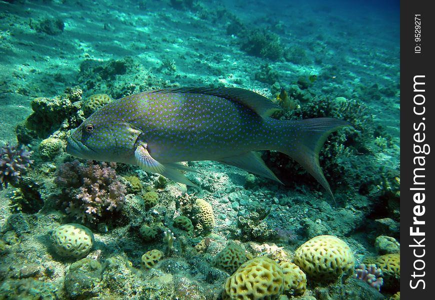 Big spotted tropical fish above corals. Big spotted tropical fish above corals