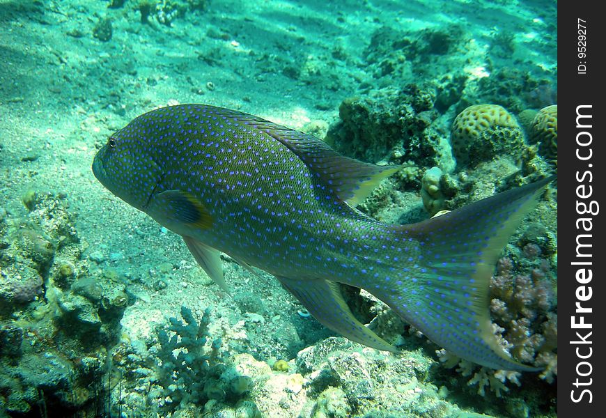 Big spotted tropical fish above corals. Big spotted tropical fish above corals