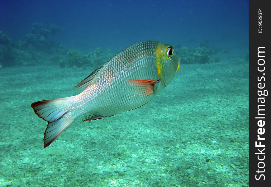 A colorful tropical fish in open water