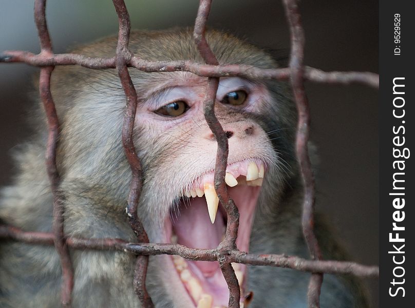 A monkey writhing grimaces in the cage of zoo