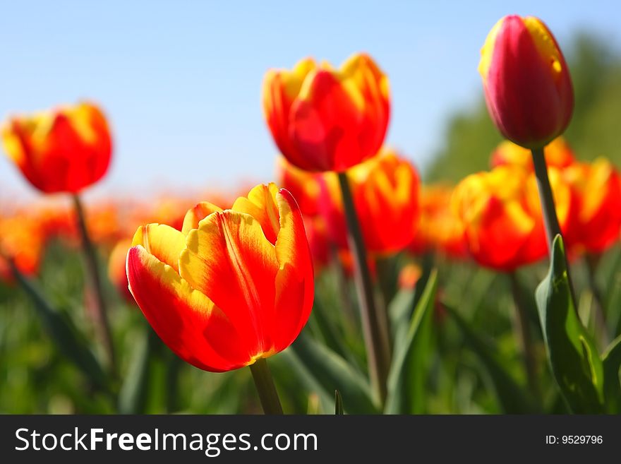 Many red tulips on a city bed