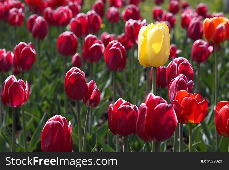Many blossoming tulips on a bed