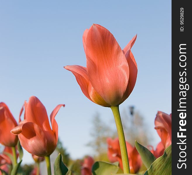 Red tulips against blue sky