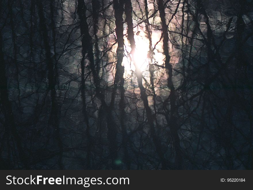 water texture with distorted tree reflections