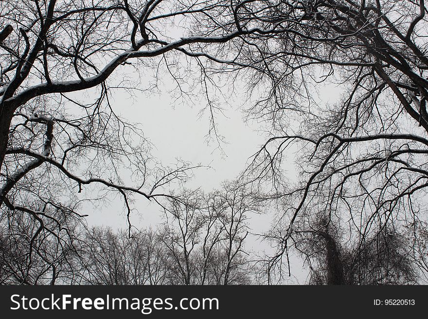Tree Branches