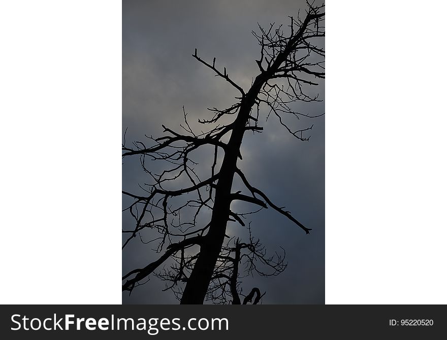 Sky, Cloud, Plant, Twig