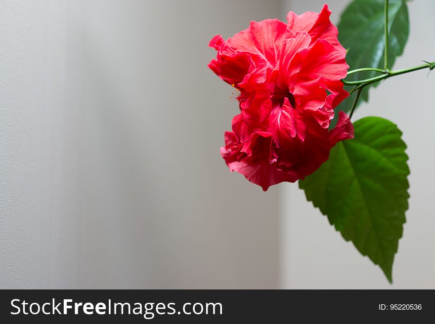 Hibiscus Rosa-sinensis