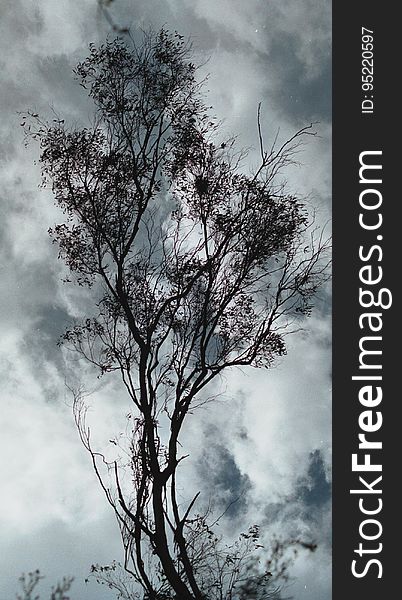 tree silhouette 2