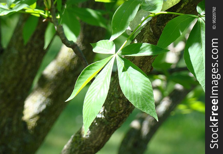 Ohio Buckeye