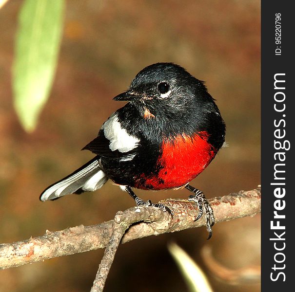 Black White Red Chested Bird Perched on Stem Closeup Photography during Daytime