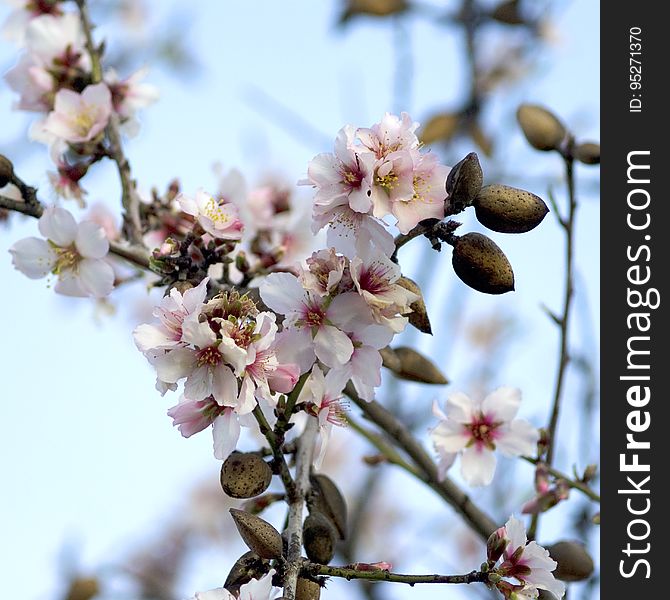 Almond Blossom &x28;color&x29;