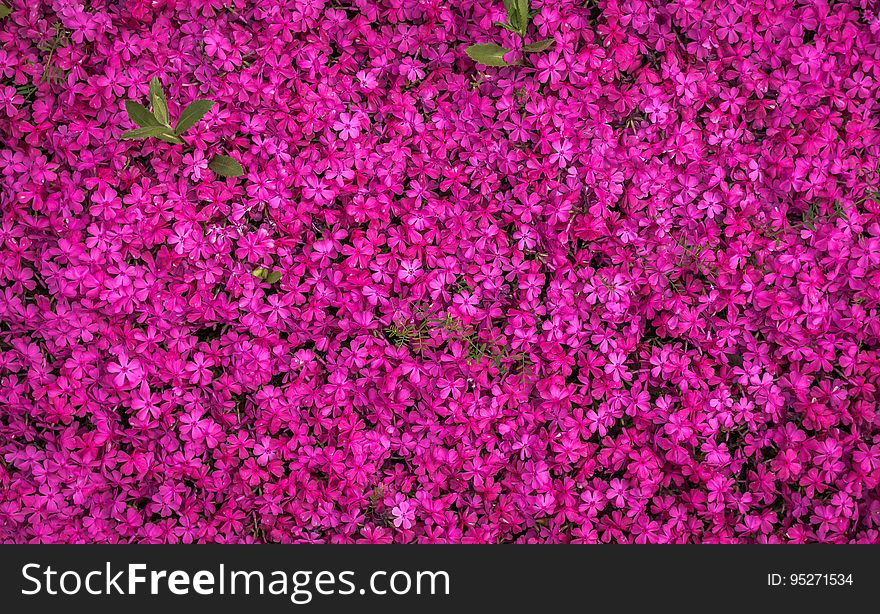 A background of tiny purple flowers.