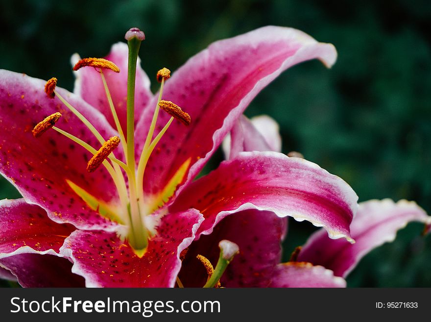 A close up of red lilies.