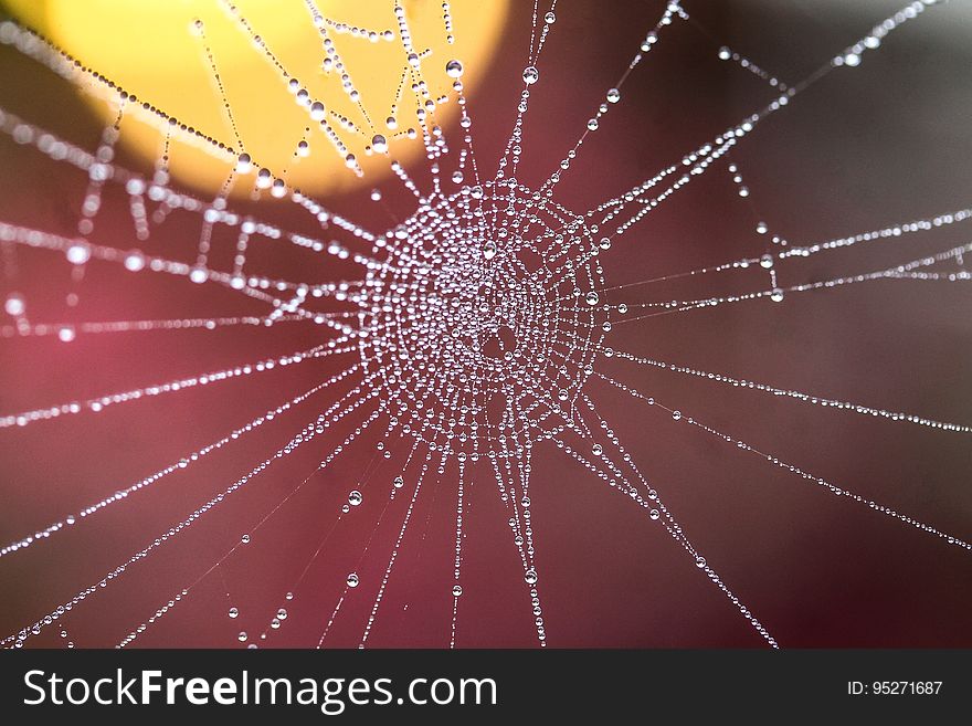 A close up of a cobweb with dew drops.
