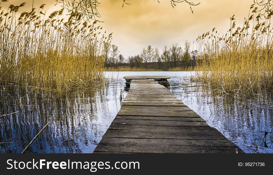 A wooden dock between reeds.