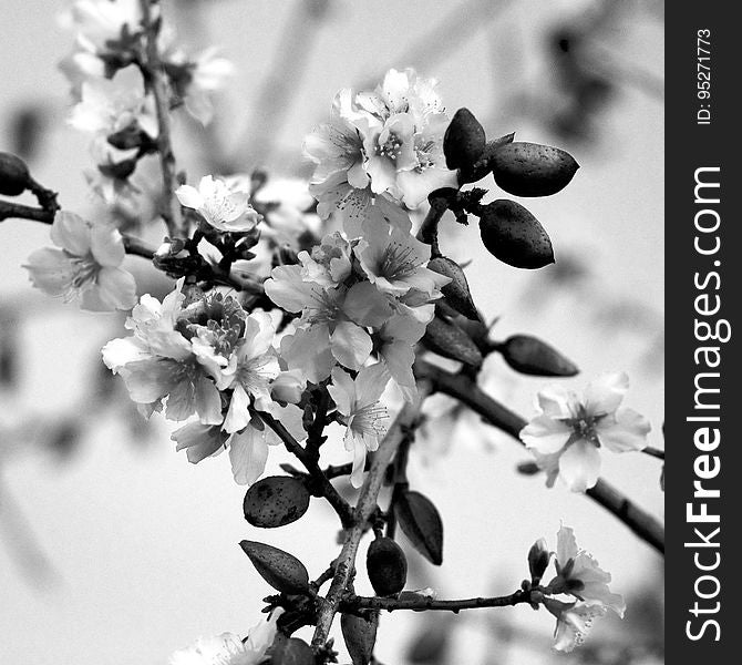 Almond Blossom &x28;bw&x29;