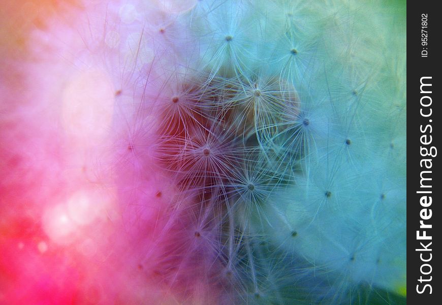 A close up of fluffy dandelion flowers on a pink blue background.