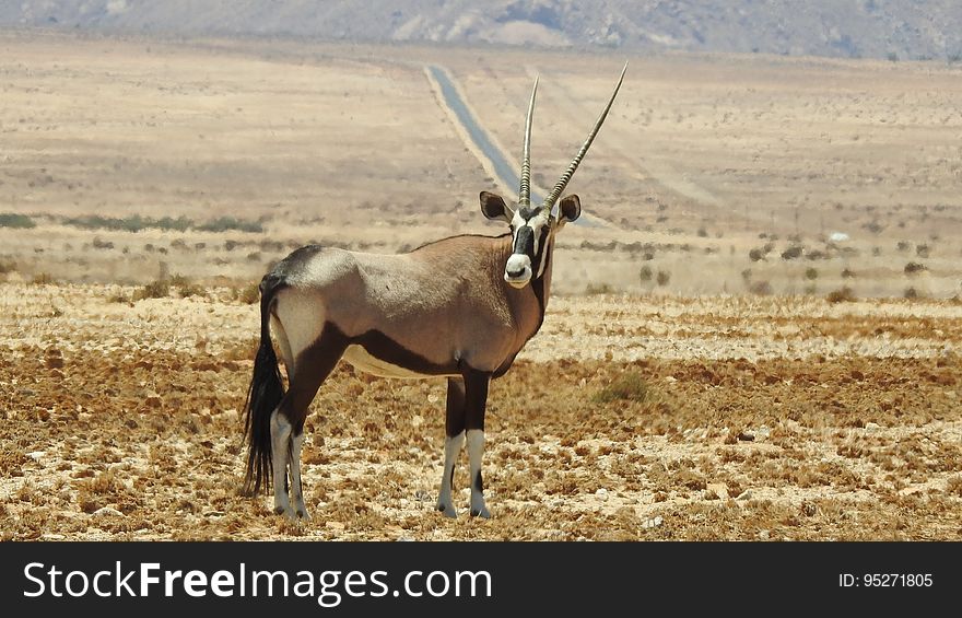 An antelope standing in an African desert. An antelope standing in an African desert.