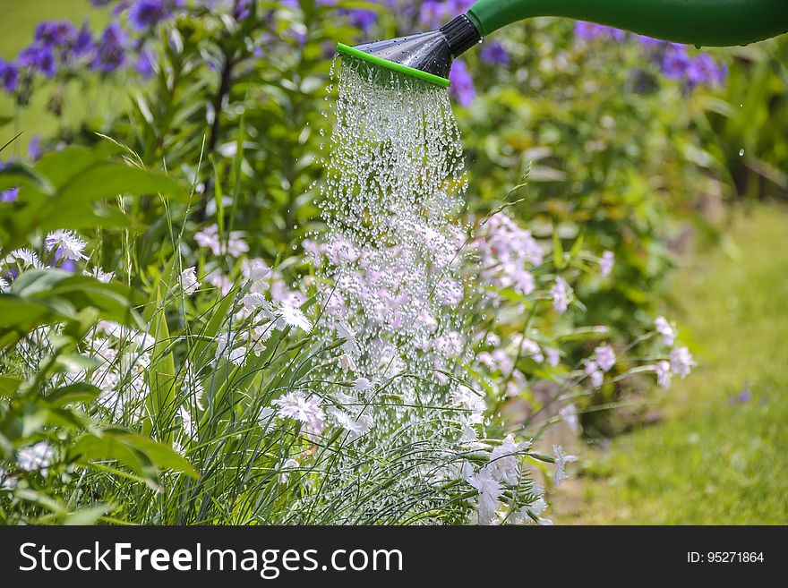 White Petal Flower Sprinkled With Water In Green Water Sprinkler