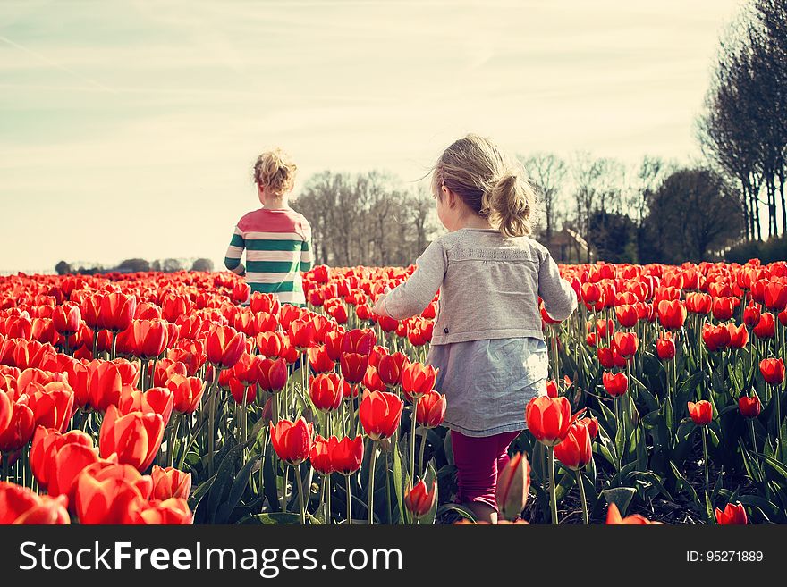2 Kids Walking on Red Tulip Garden Under Blu Sky