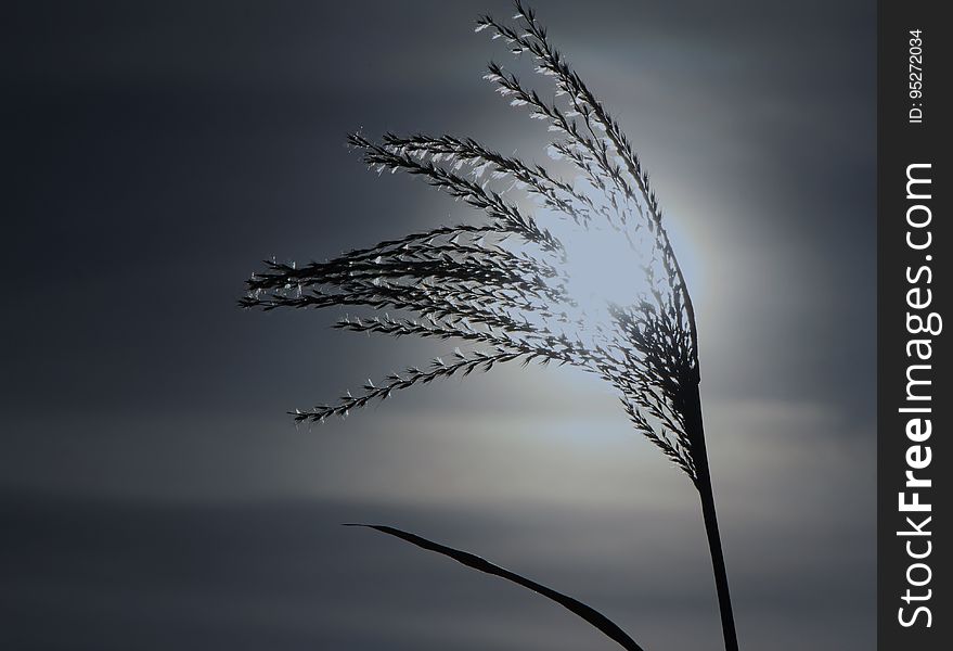 A stalk of grass against the sun. A stalk of grass against the sun.