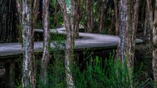 Free Nature Reserve, Ecosystem, Tree, Forest Stock Photos - 95283623