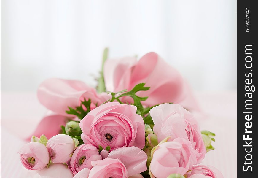Flower, Pink, Rose Family, Flower Arranging
