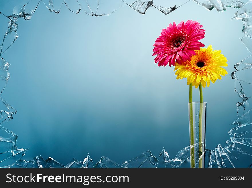 Flower, Flowering Plant, Yellow, Flora