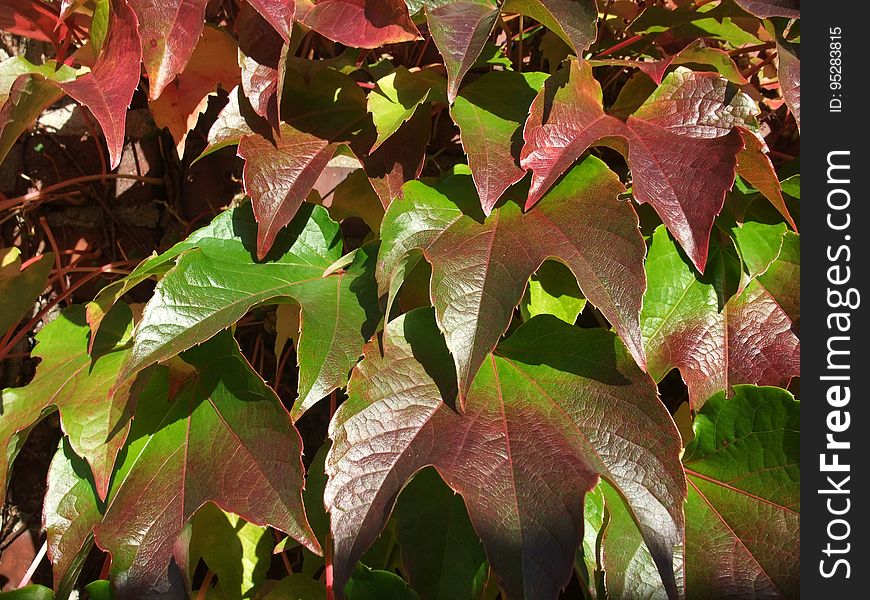 Leaf, Plant, Flora, Autumn